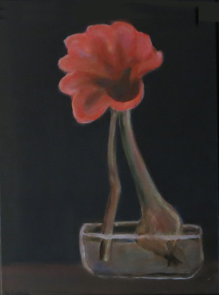 Amaryllis