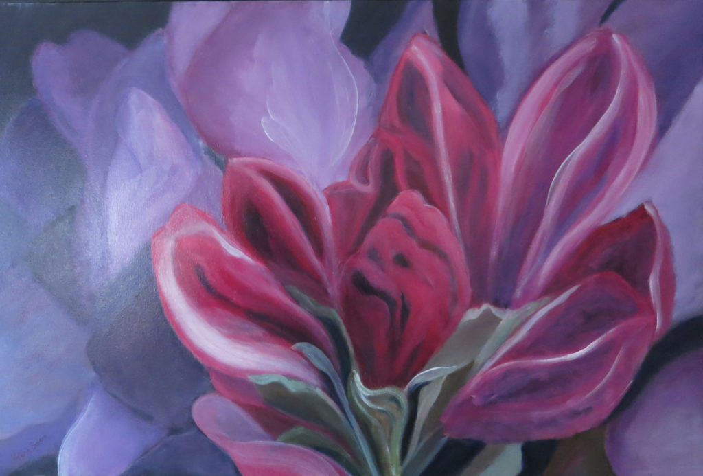 Pink Amaryllis